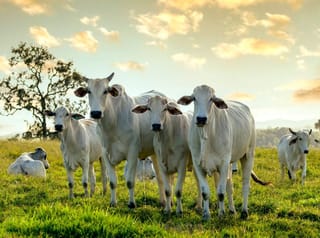 Leilão da UNESP tem bovinos e 500 sacas de soja em Selvíria (MS)